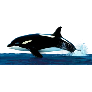 Orca Whale Identification Guide PNG 12
