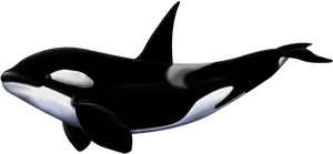 Orca Whale Illustration PNG image