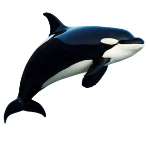 Orca Whale In Sunset Png Rpg68 PNG image