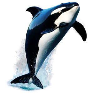 Orca Whale Jumping Png 49 PNG image