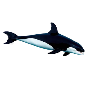 Orca Whale Png 05232024 PNG image