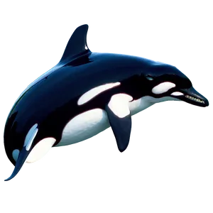 Orca Whale Png 68 PNG image