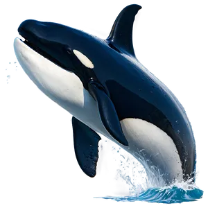 Orca Whale Spyhopping PNG Nry