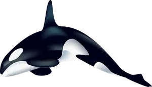 Orca Whale Vector Illustration PNG image