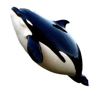 Orca With Calf PNG 05242024