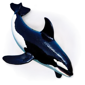 Orca With Dorsal Fin PNG 05242024 PNG