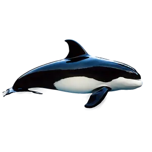 Orca With Dorsal Fin PNG 05242024 PNG