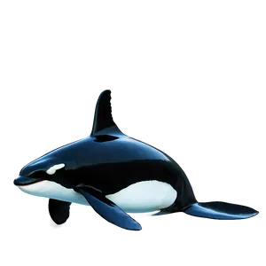 Orca With Fish PNG 05242024 PNG