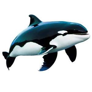 Orca With Fish PNG 17 PNG
