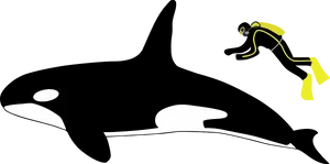 Orcaand Diver Illustration
