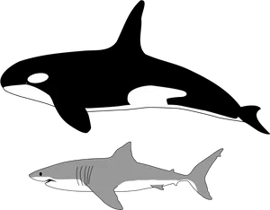 Orcaand Shark Illustration
