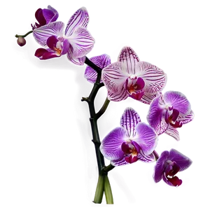 Orchid Art PNG 05242024