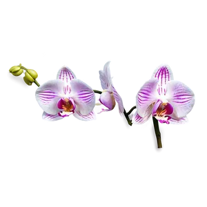 Orchid Art PNG Xpw PNG