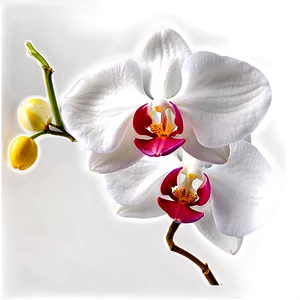 Orchid Background PNG 05242024 PNG