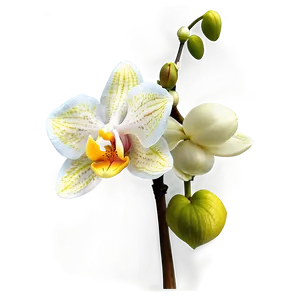Orchid Background PNG Aeu72 PNG