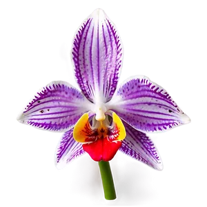 Orchid Background PNG Vhb89 PNG