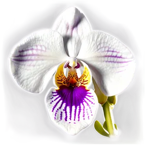 Orchid Bloom Png Wsi PNG image