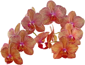 Orchid_ Blooms_ Transparent_ Background.png PNG image