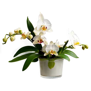 Orchid Bouquet Png 99 PNG image