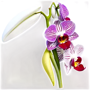 Orchid Branch PNG 99
