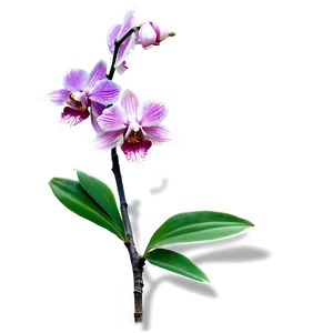 Orchid Branch PNG Dwt PNG