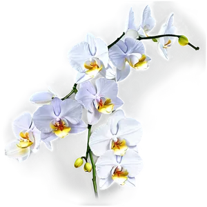 Orchid Branch PNG Lyk89 PNG