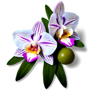 Orchid Clipart PNG 05242024
