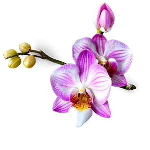 Orchid Clipart PNG 17