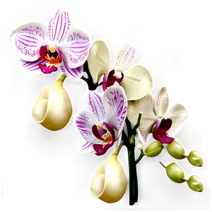 Orchid Clipart Png 43 PNG image