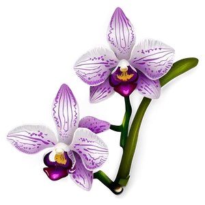 Orchid Clipart PNG 92