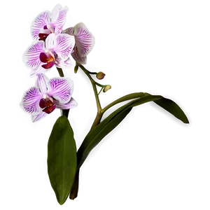 Orchid Clipart PNG Hpk34 PNG