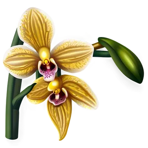 Orchid Clipart PNG Jhe46