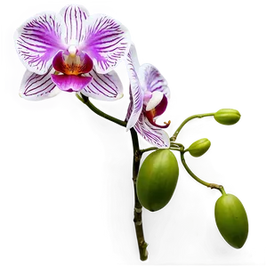 Orchid Clipart PNG Vvr7 PNG