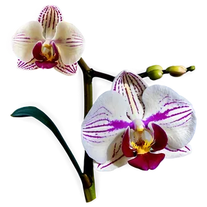 Orchid Closeup PNG 6 PNG