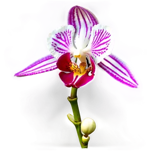 Orchid Closeup PNG Bva21 PNG