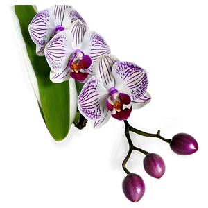 Orchid Closeup PNG Ydh PNG