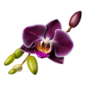 Orchid Elegance Png 97 PNG image