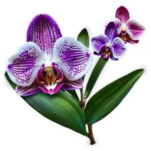 Orchid Fantasy PNG Agx PNG