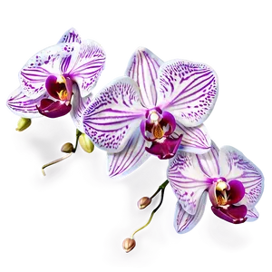 Orchid Fantasy PNG Kit PNG