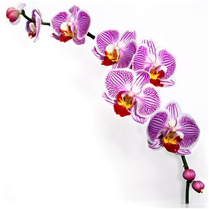 Orchid Flower Border PNG 05252024