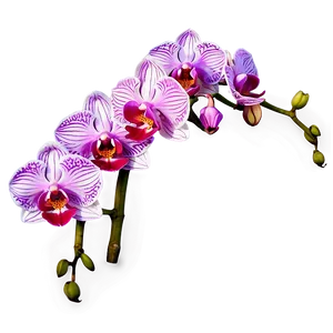 Orchid Flower Border Png 23 PNG image