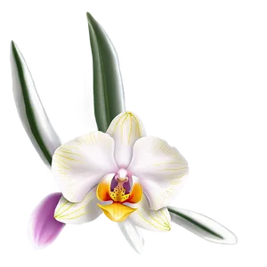 Orchid Flower Outline PNG 05252024 PNG