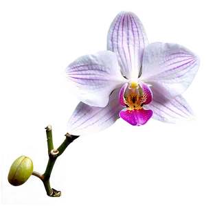 Orchid Flower Outline Png Kur PNG image