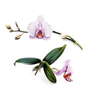 Orchid Flower Outline PNG Tgc84 PNG