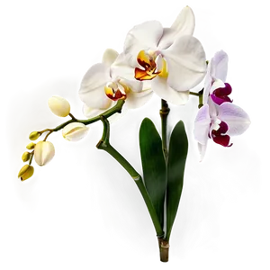 Orchid Flower Png 05242024 PNG image