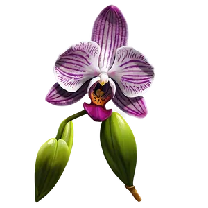 Orchid Flower Sketch PNG 05252024