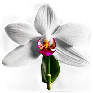 Orchid Flower Sketch PNG Vhc