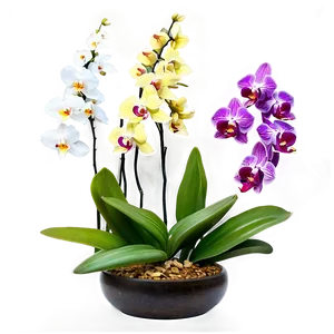 Orchid Garden PNG 69