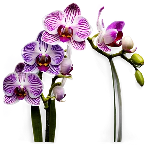Orchid Garden PNG Hvh