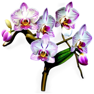 Orchid Illustration Png 05242024 PNG image